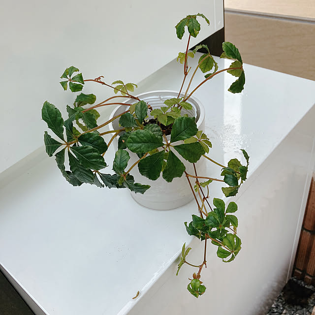orinさんの実例写真
