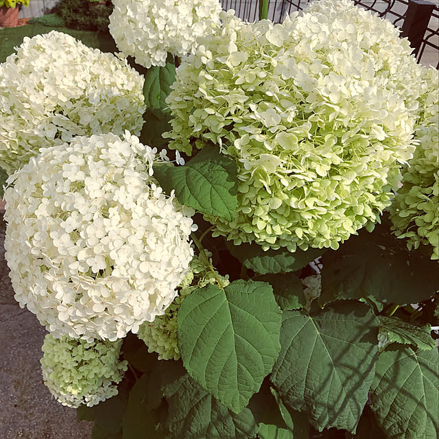 canmilmamaさんの実例写真