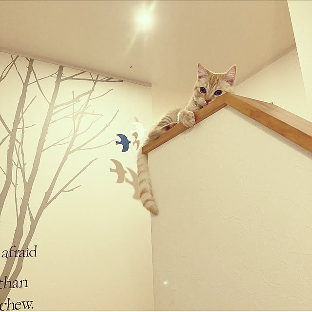 m.k.mさんの実例写真