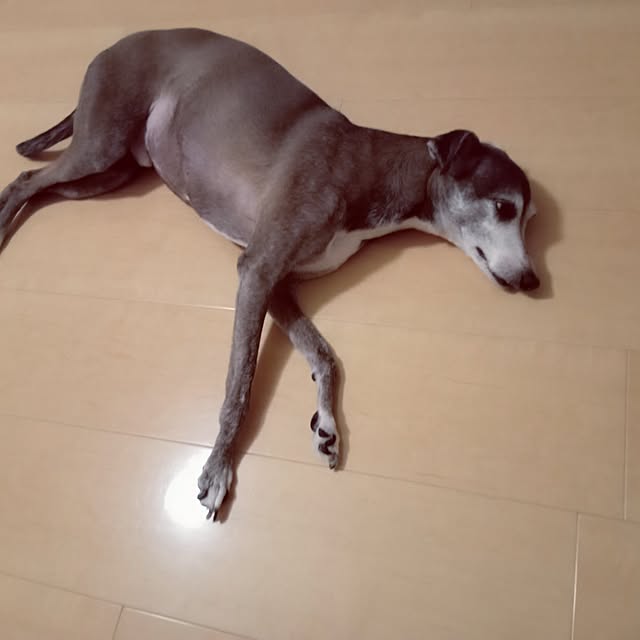 moruさんの部屋
