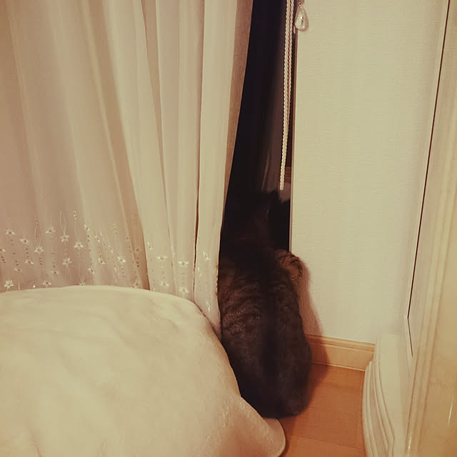 lilyさんの実例写真
