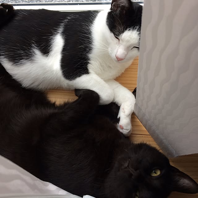 aruさんの実例写真