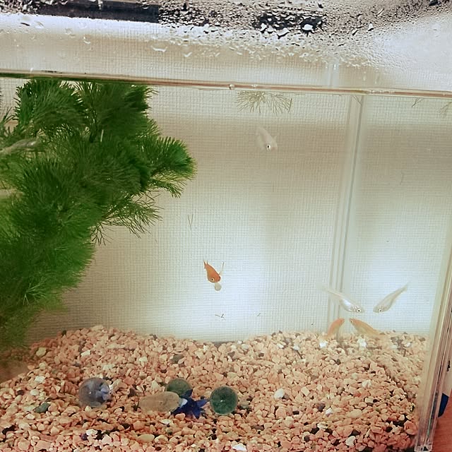 chimiさんの実例写真