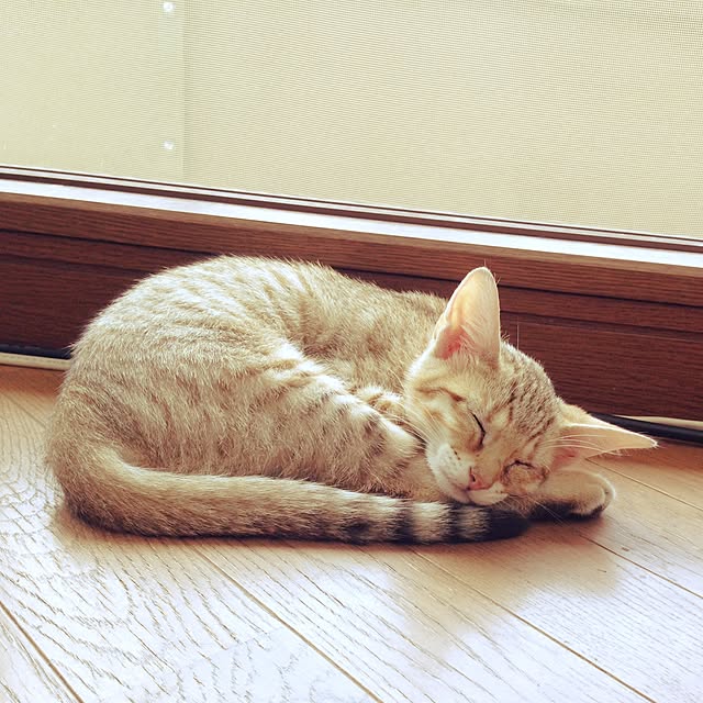 1633さんの実例写真