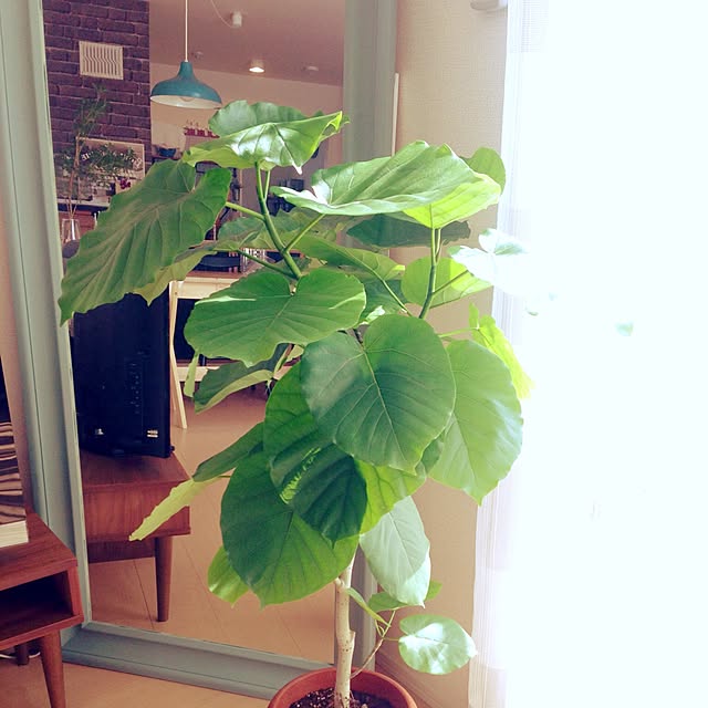 shimikoさんの実例写真