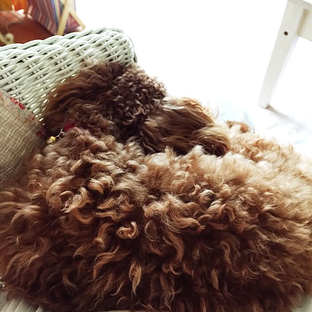 **yuu**さんの実例写真