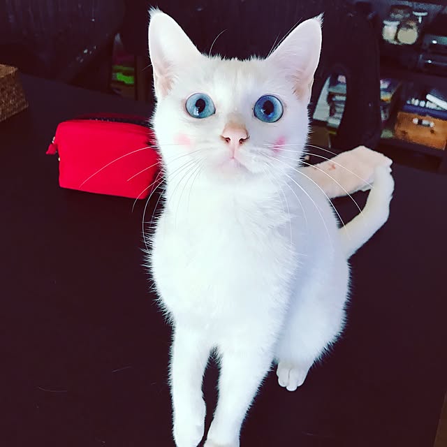 poppoさんの実例写真