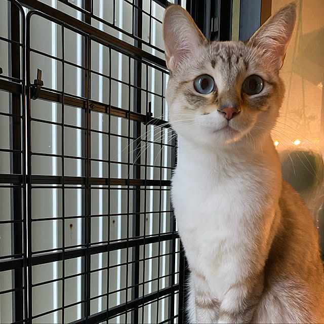 poniさんの実例写真