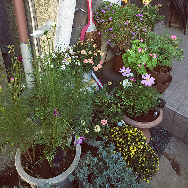 Harumiさんの実例写真
