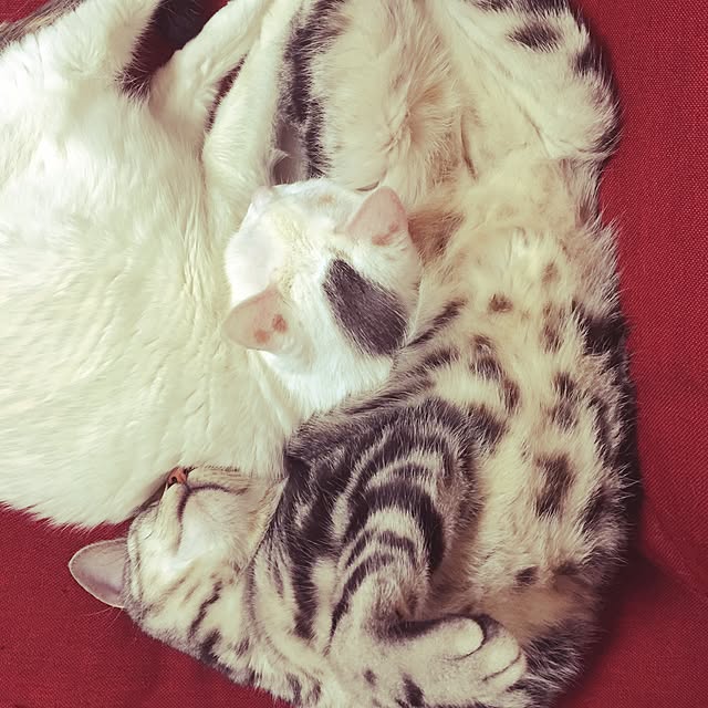 hiro_mashさんの実例写真