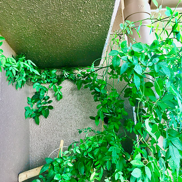 naokoさんの実例写真