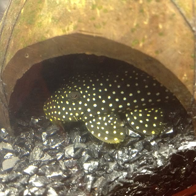 shinさんの実例写真