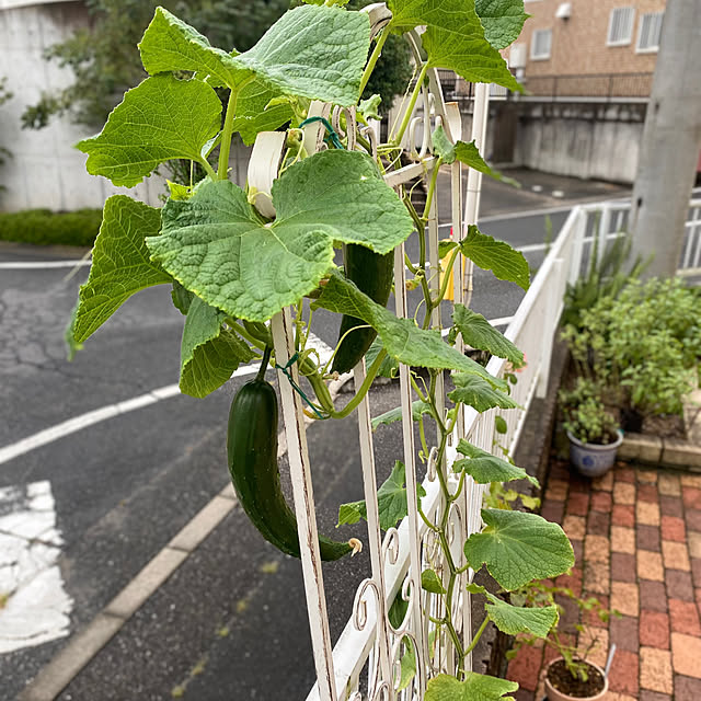 yuri.sさんの実例写真