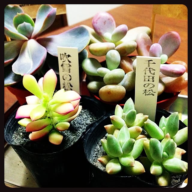 mashiさんの実例写真
