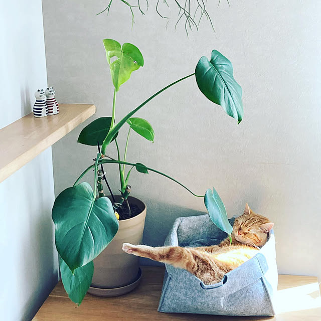 mikkumikuさんの実例写真