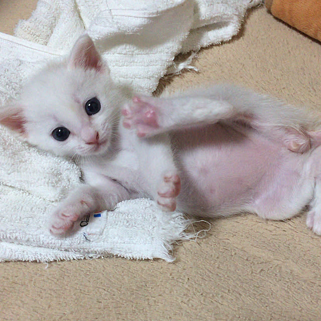 unataroさんの実例写真