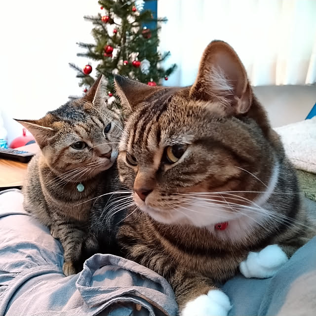 mochicoさんの実例写真