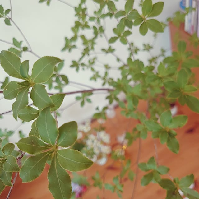 dreamboxさんの実例写真