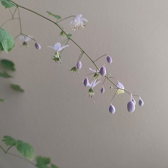 hana-さんの部屋