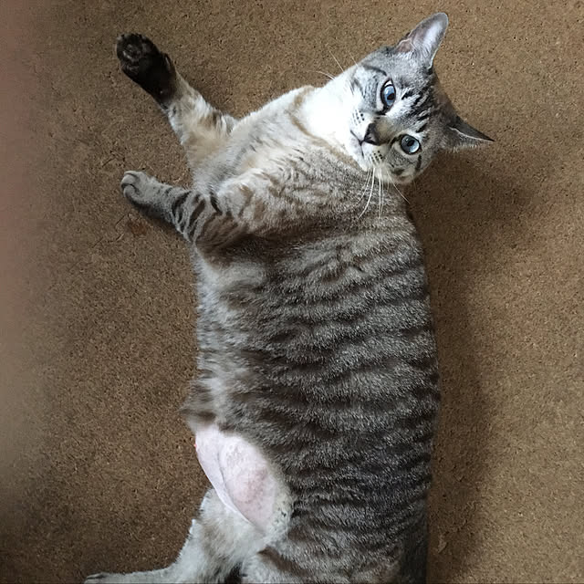 chiさんの実例写真