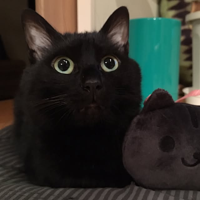 pitaさんの実例写真