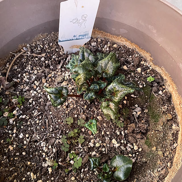 senbei.sakuramochiさんの部屋