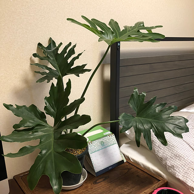 morimori_gohanさんの部屋