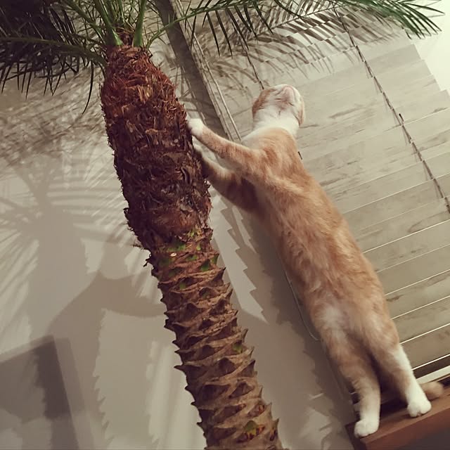 maruさんの実例写真