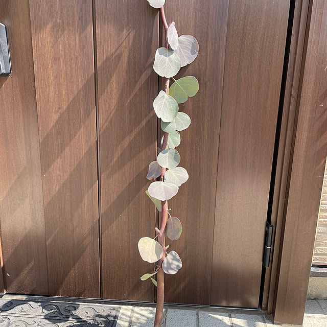 ronronさんの部屋