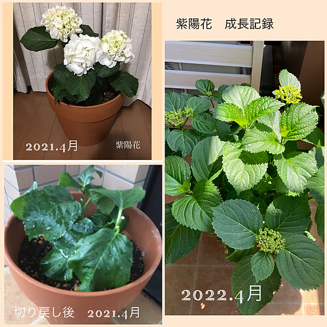 akezouさんの実例写真