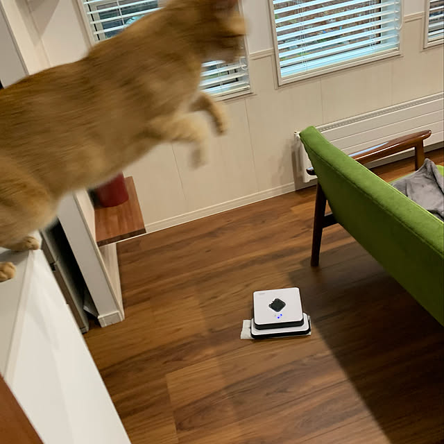 猫 カリモク60 Kチェアのおすすめ商品とおしゃれな実例 猫 カリモク60 Kチェアのおすすめ商品とおしゃれな実例