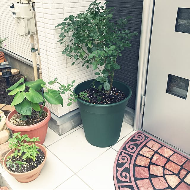 suzyさんの実例写真