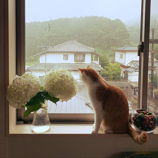Toyomiさんの実例写真