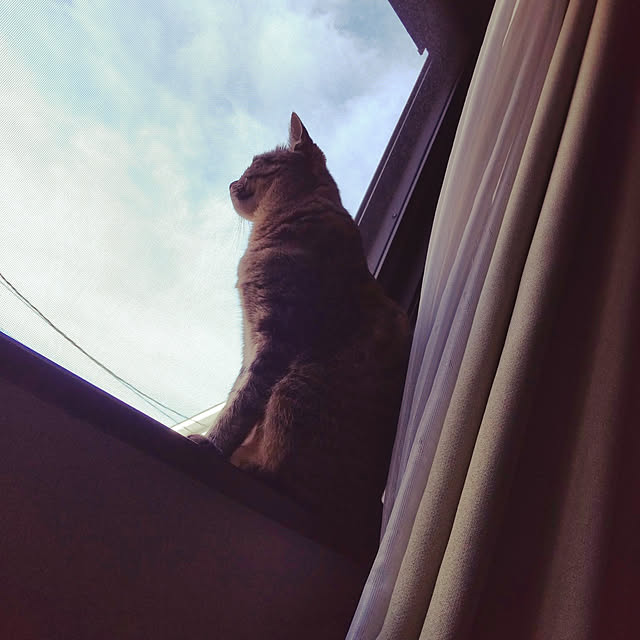 komugiさんの実例写真