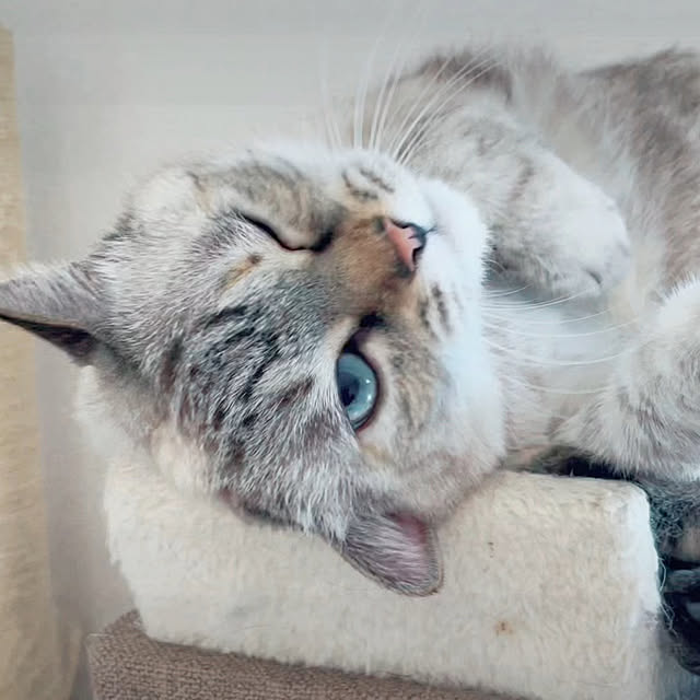 インテリアじゃなくてごめんなさい/猫/ベッド周りのインテリア実例 - 2023-03-31 14:26:05