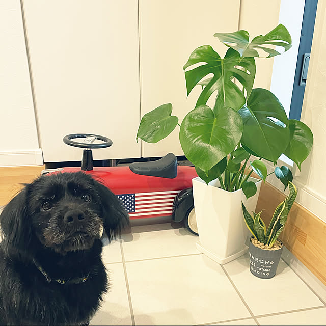 marinkoさんの実例写真