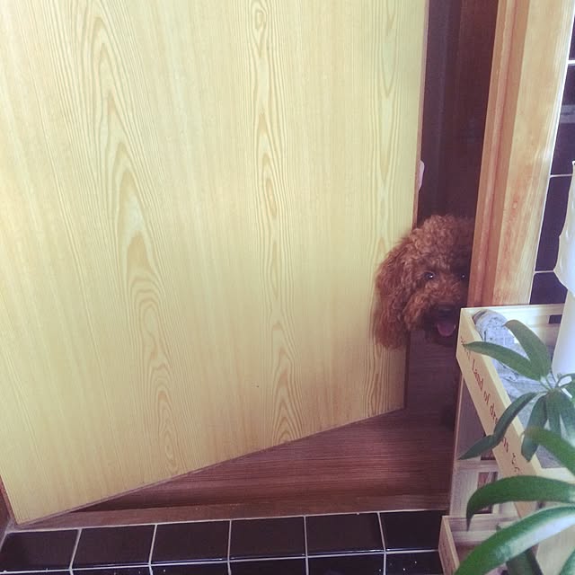 boccizmさんの実例写真