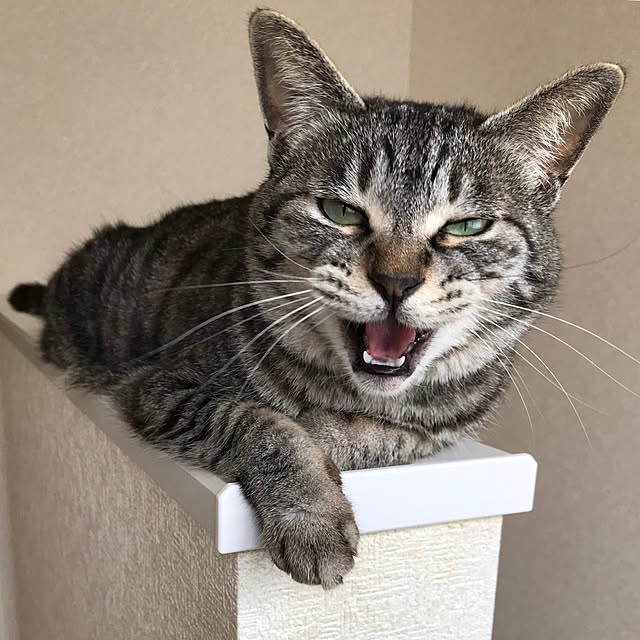 Shinさんの実例写真