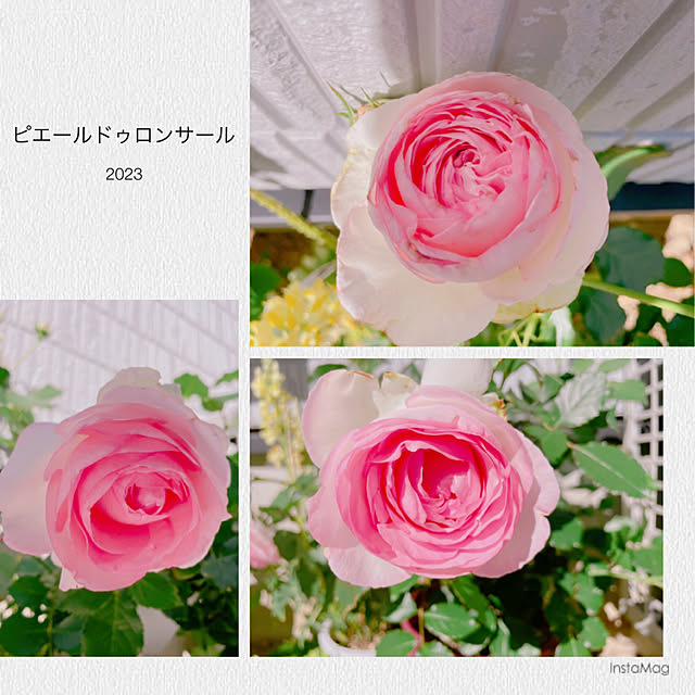 sioppiさんの実例写真
