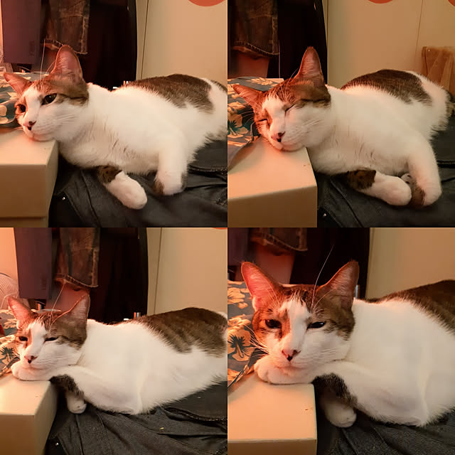 実例写真