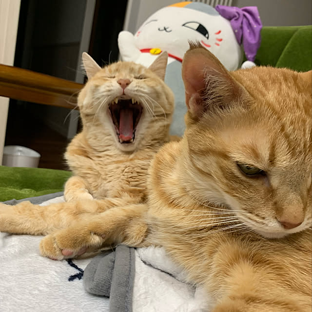 mikeume7さんの実例写真