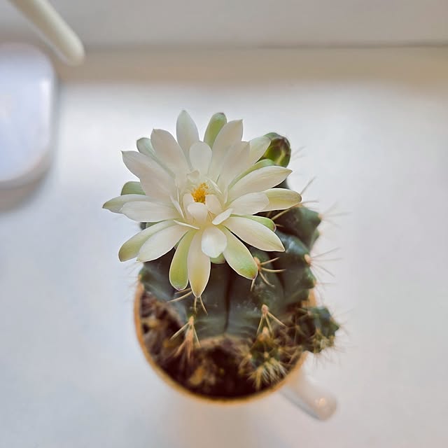 わたしの休日のすごし方/サボテンの花/ミサワホーム/花/春...などのインテリア実例 - 2025-05-24 12:49:12