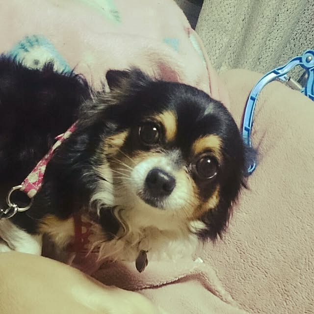rinmarorinさんの実例写真