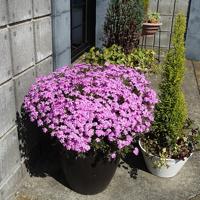 kuroさんの実例写真