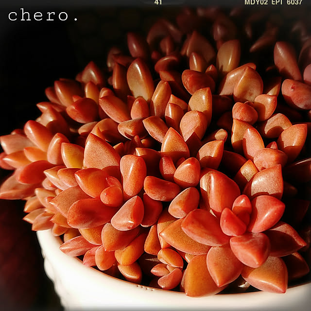 chero.さんの実例写真