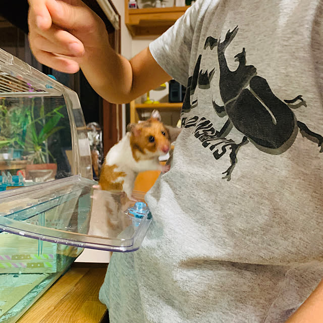 実例写真
