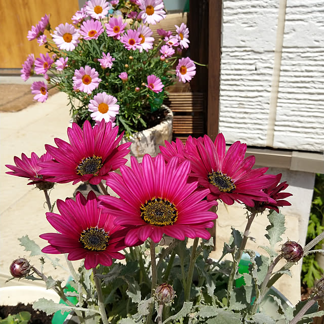 sakiさんの実例写真