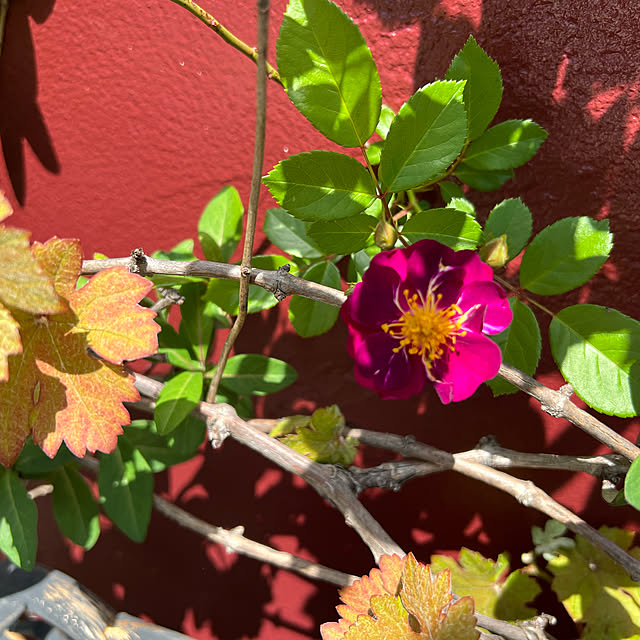 AYUKOさんの実例写真