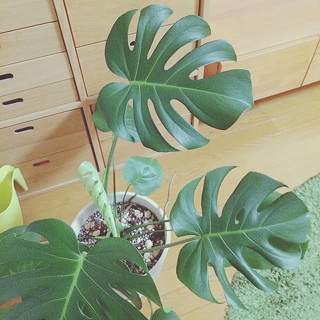 yukaさんの実例写真