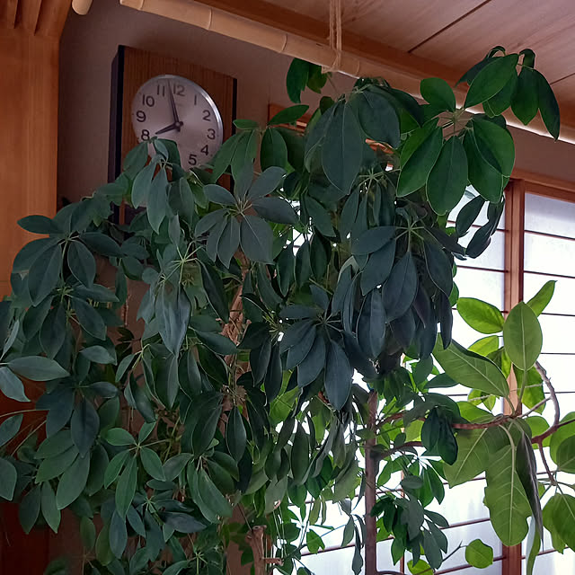 kmcmさんの実例写真